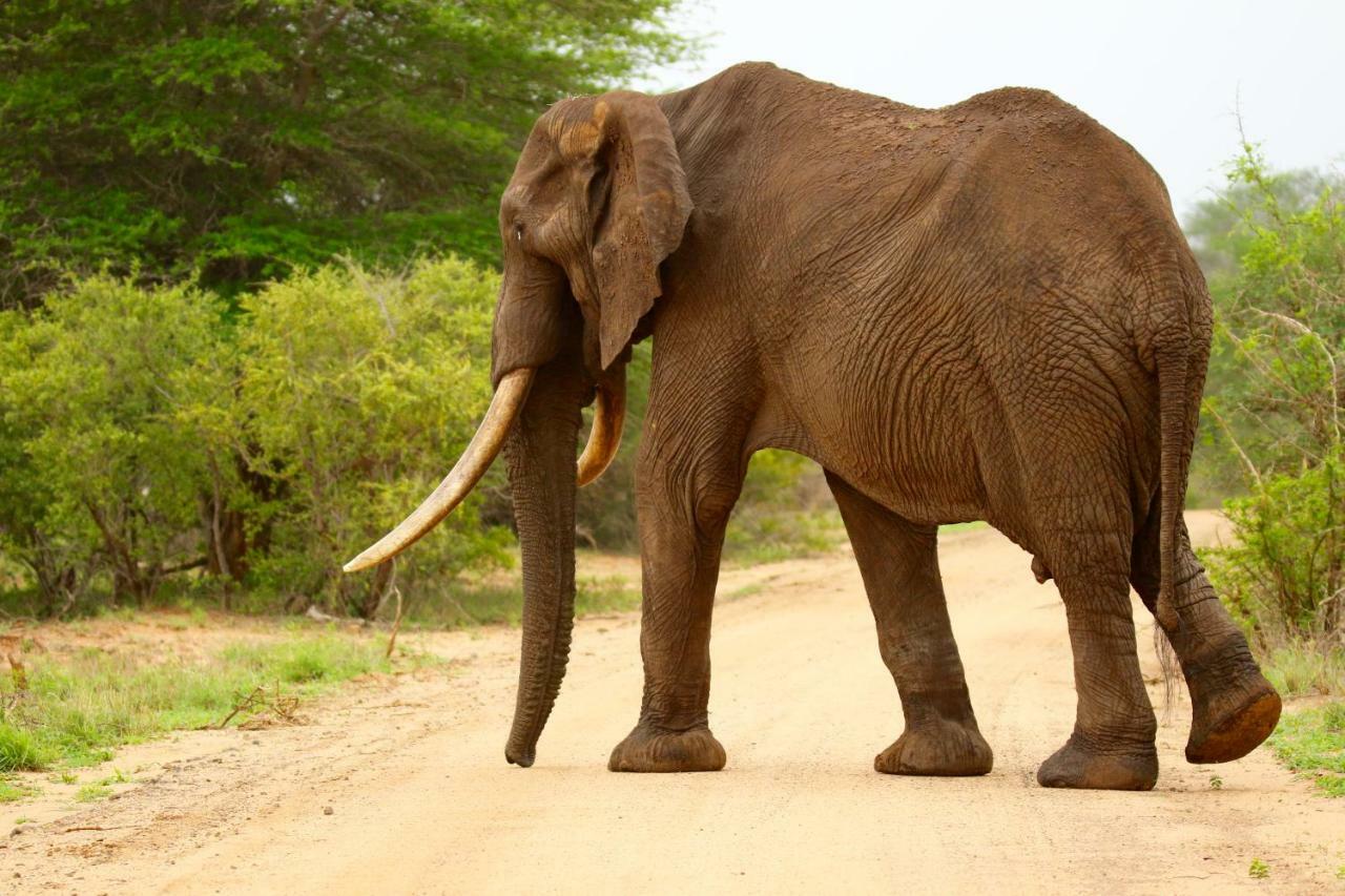 Parsons Hilltop Safari Camp Balule Game Reserve Bagian luar foto