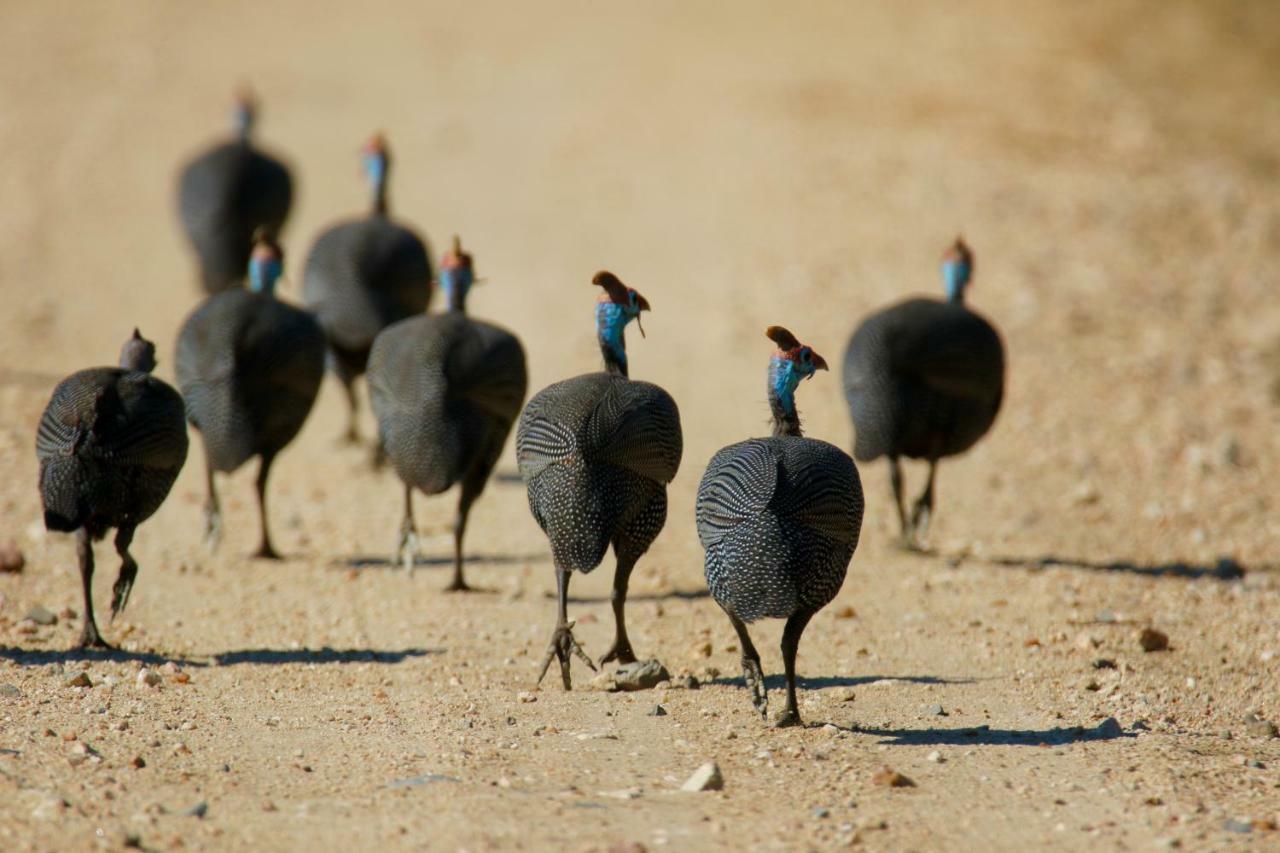 Parsons Hilltop Safari Camp Balule Game Reserve Bagian luar foto