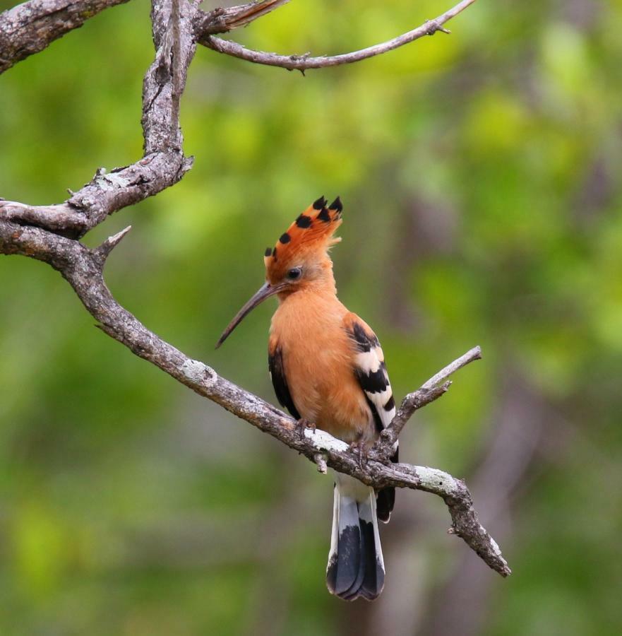 Parsons Hilltop Safari Camp Balule Game Reserve Bagian luar foto
