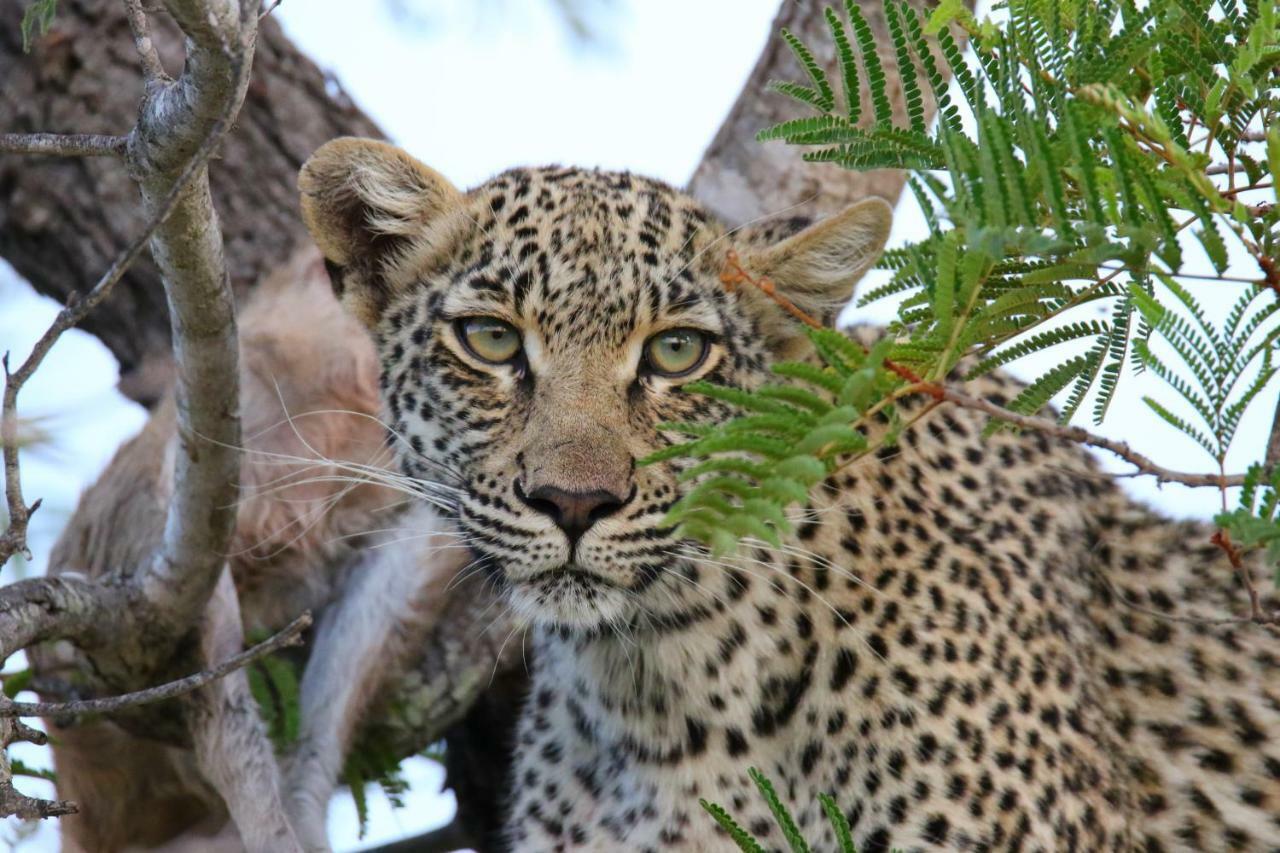 Parsons Hilltop Safari Camp Balule Game Reserve Bagian luar foto
