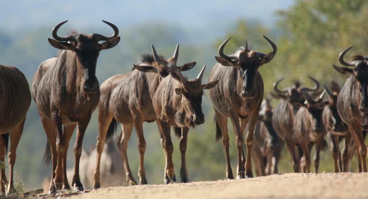 Parsons Hilltop Safari Camp Balule Game Reserve Bagian luar foto